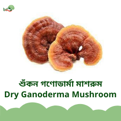 Dry Ganoderma